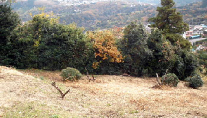 静岡県伊東市（山林）9,739㎡